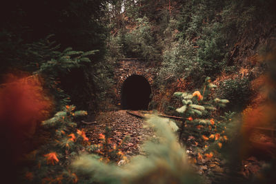 Scenic view of forest