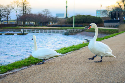 Swans on a lake