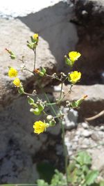 Close-up of yellow flowers blooming outdoors