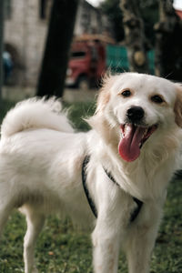 Dogs running on field