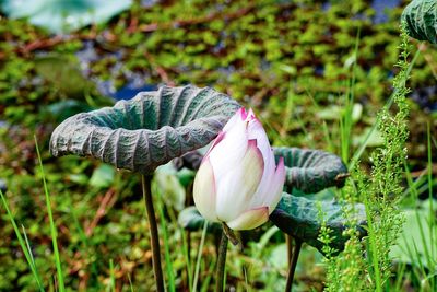 Close-up of blue flower