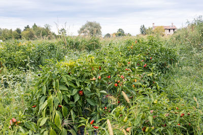 Plants growing on field
