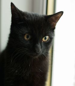 Close-up portrait of black cat