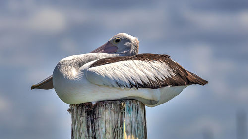 Close-up of seagull