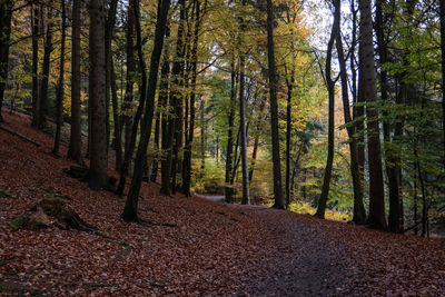 Trees in forest during autumn