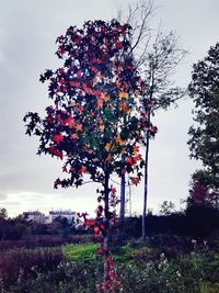 Tree against sky