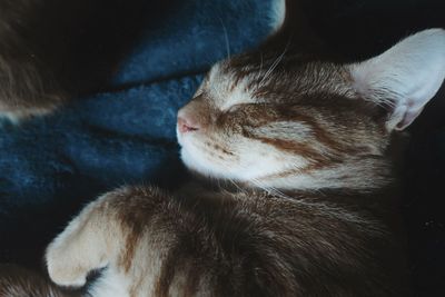 Close-up of cat sleeping at home