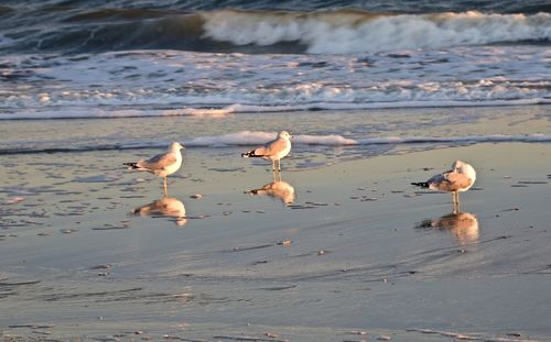 Seagulls on beach