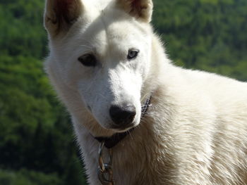 Close-up portrait of white dog