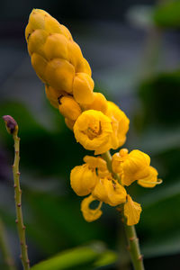 Close-up of yellow flowering plant