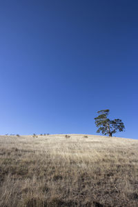 Scenic view of field against clear blue sky