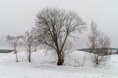 Bare tree on snow covered landscape