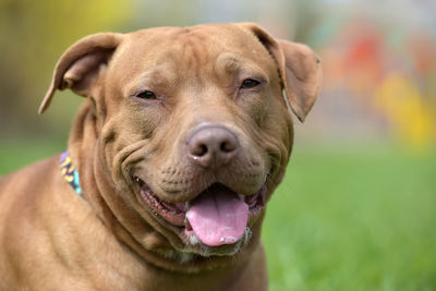 Close-up portrait of a dog