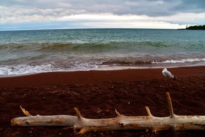 Seagulls on beach