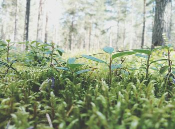 Close-up of green plants in forest