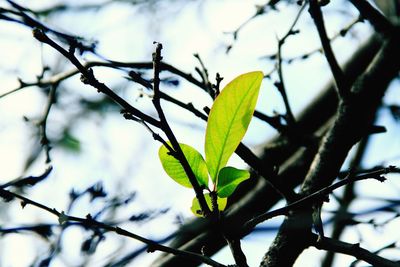 Close-up of leaves on twig