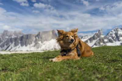 Dog in a field