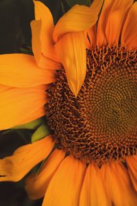 Close-up of sunflower