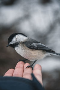 Person holding bird perching on hand