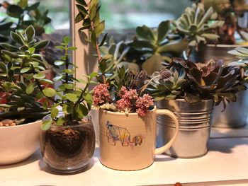 Close-up of potted plants on table