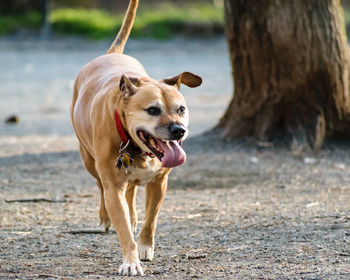 Close-up of dog