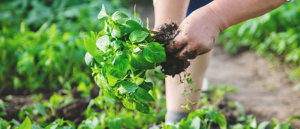 Close-up of hand holding plant