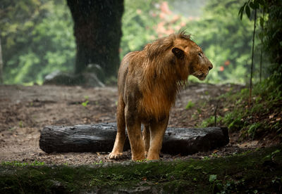 animal