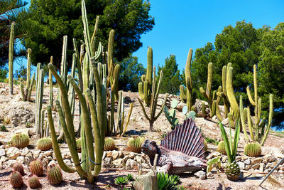 Cactus growing on field against sky