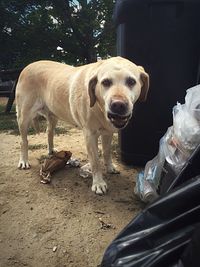 Close-up of dog