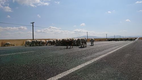 View of zebra crossing on road against sky