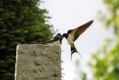 Low angle view of bird perching on tree against clear sky