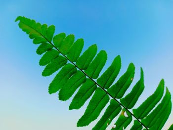 Low angle view of leaves against clear blue sky