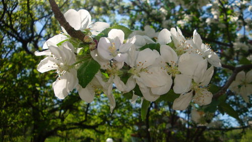 Close-up of white flowers blooming on tree