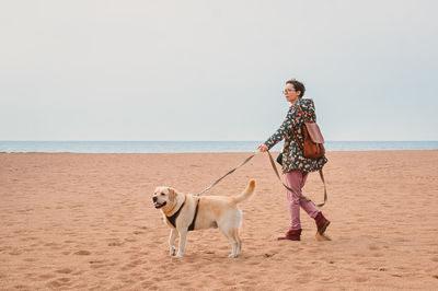 A girl and a fawn labrador retriever on a harness walk along a sandy beach in autumn. traveling