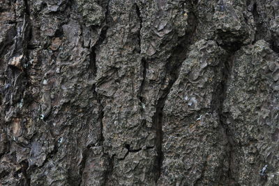 Close-up of tree trunk