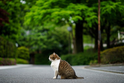 Cat sitting on road against trees