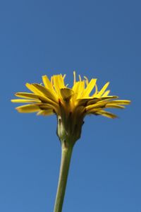 Close-up of yellow flower against blue sky