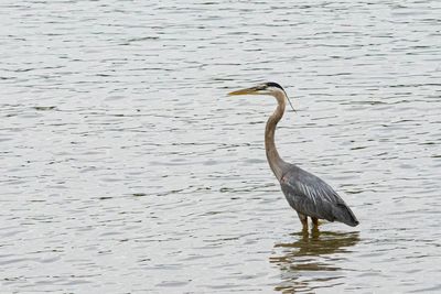 High angle view of gray heron on lake