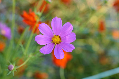 Close-up of pink cosmos flowers blooming outdoors