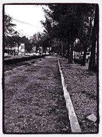 Trees along road