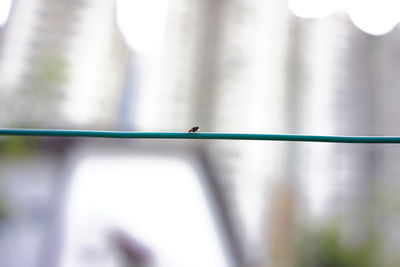 Close-up of bird perching on railing