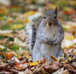 Close-up of squirrel on field during autumn