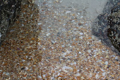 High angle view of crab on shore