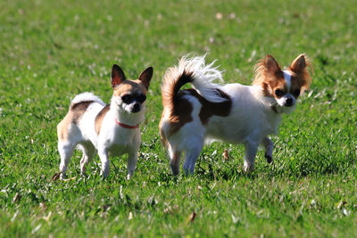 Two dogs on grassy field