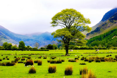 Scenic view of grassy field