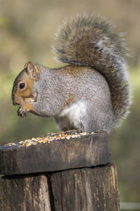 A close-up of a grey squirrel sitting on a fence post eating seeds.