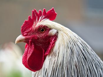 Close-up of rooster