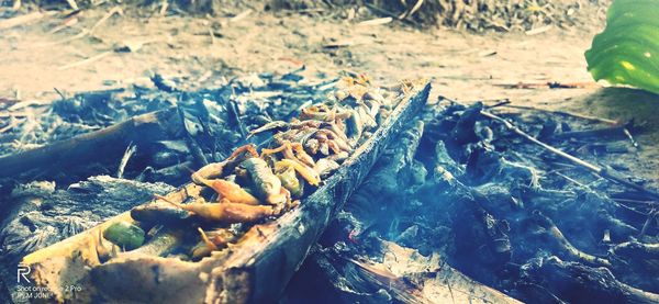 High angle view of wood on field