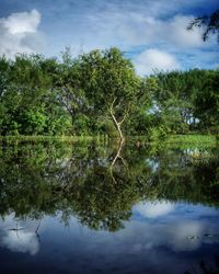 Trees by lake against sky