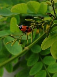 Close-up of ladybug on flower